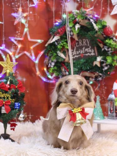 20231215ぺこちゃん